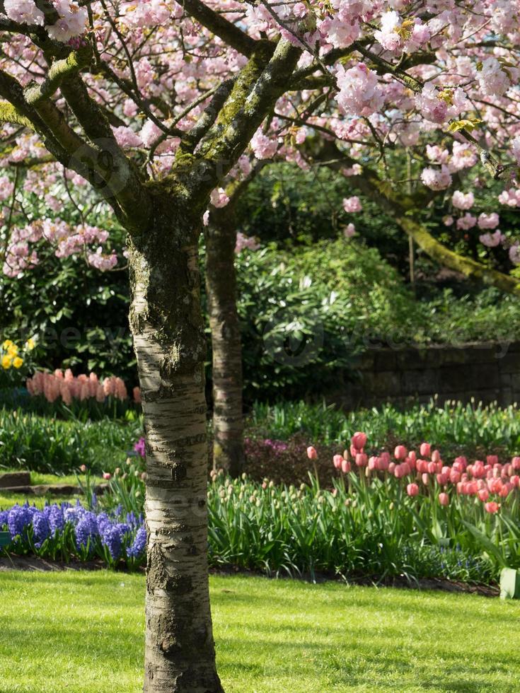 Frühlingszeit in den Niederlanden foto