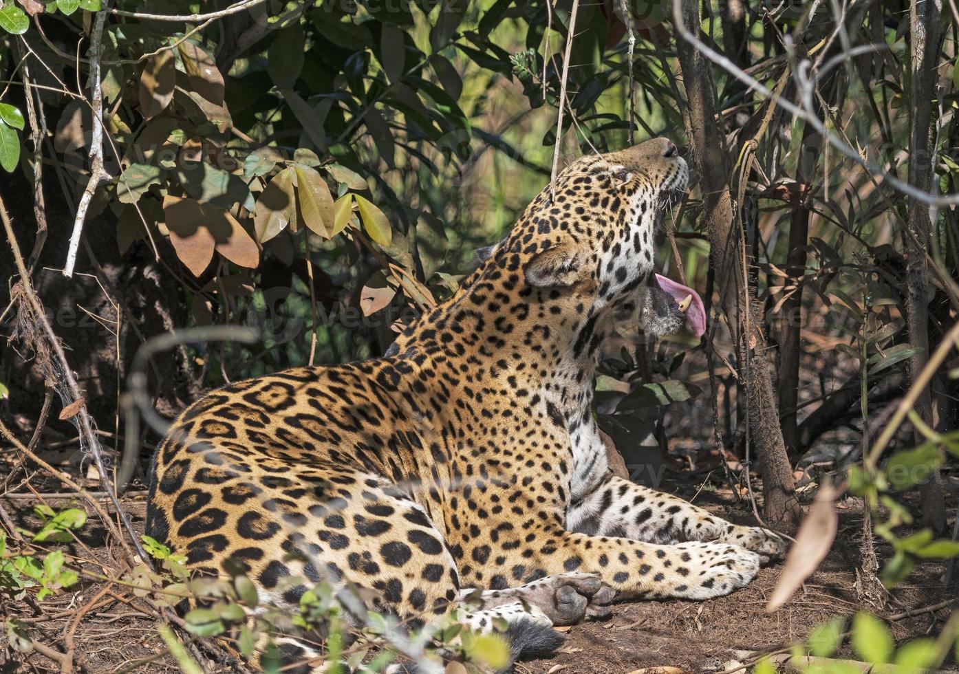 Jaguar gähnt im Dschungel foto