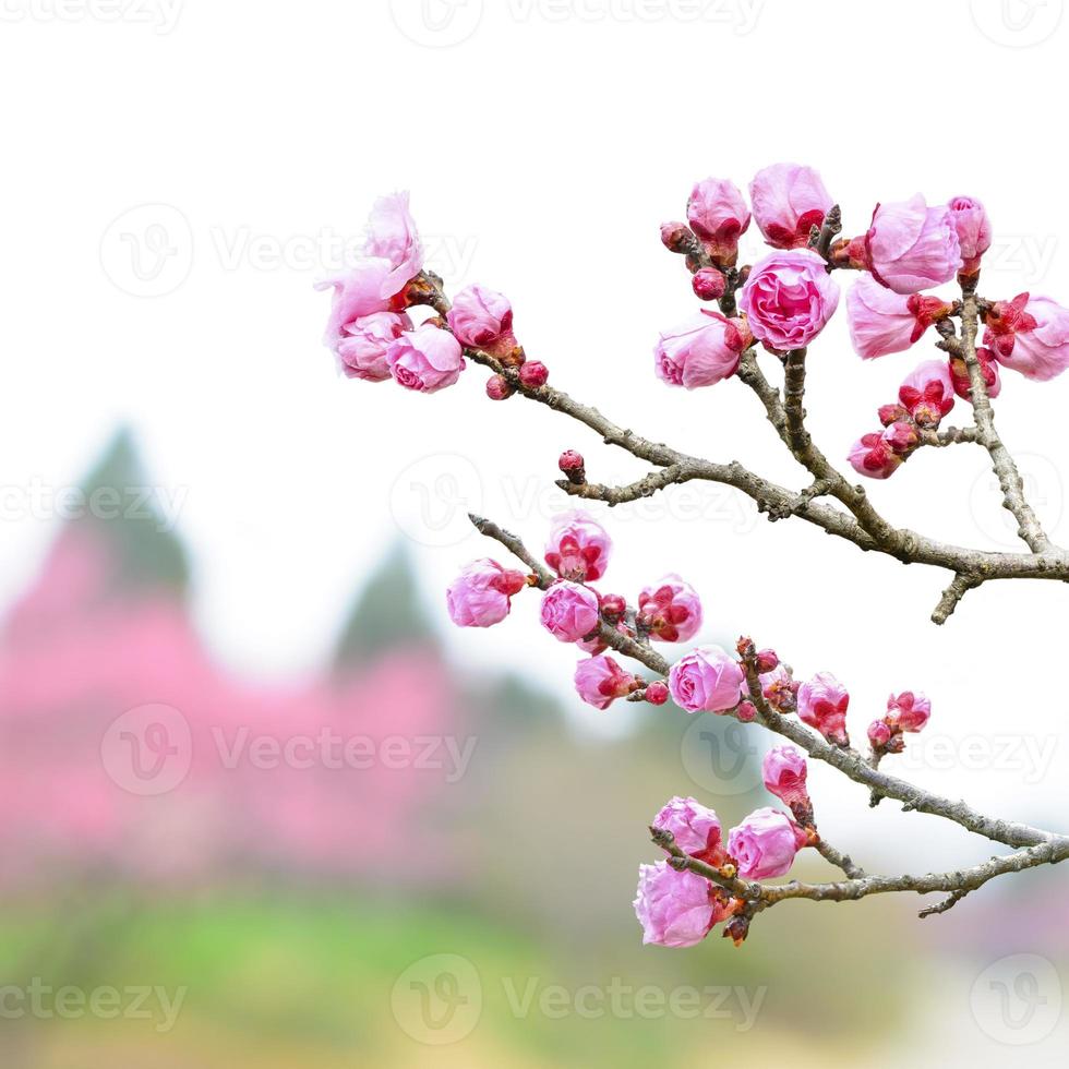 Pflaumenblüte im zeitigen Frühjahr foto