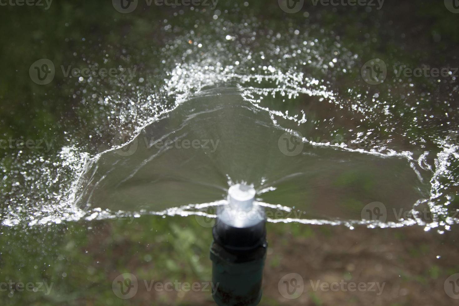 Die landwirtschaftlichen Sprinkler der Landwirte zum Pflanzen von Bäumen, die zum Ernten und Verkaufen auf dem Frischgemüsemarkt natürlich wachsen, sind ein modernes und kontrolliertes Wassersystem. foto