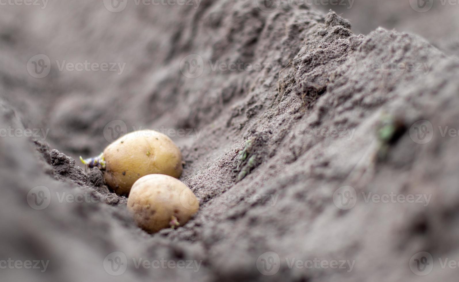 gekeimte Kartoffelknolle im Boden beim Pflanzen. selektiver Fokus. Frühjahrsvorbereitung für die Gartensaison. Kartoffelknolle Nahaufnahme in einem Loch im Boden. Pflanzkartoffeln. Saisonale Arbeit. foto