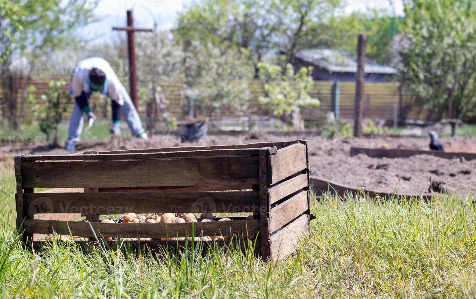 kaukasische bäuerin oder gärtnerin mit kartoffeln. Frühjahrsvorbereitung für die Gartensaison. Pflanzkartoffeln. Saisonale Arbeit. Landwirtschaft - Lebensmittelproduktion, Erntekonzept. foto