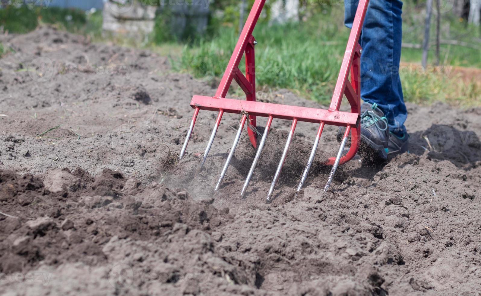 Ein Bauer in Jeans gräbt den Boden mit einer roten gabelförmigen Schaufel. eine Wunderschaufel, ein handliches Werkzeug. manuelle Grubber. Der Grubber ist ein effizientes Handgerät für die Bodenbearbeitung. das Bett lockern. foto