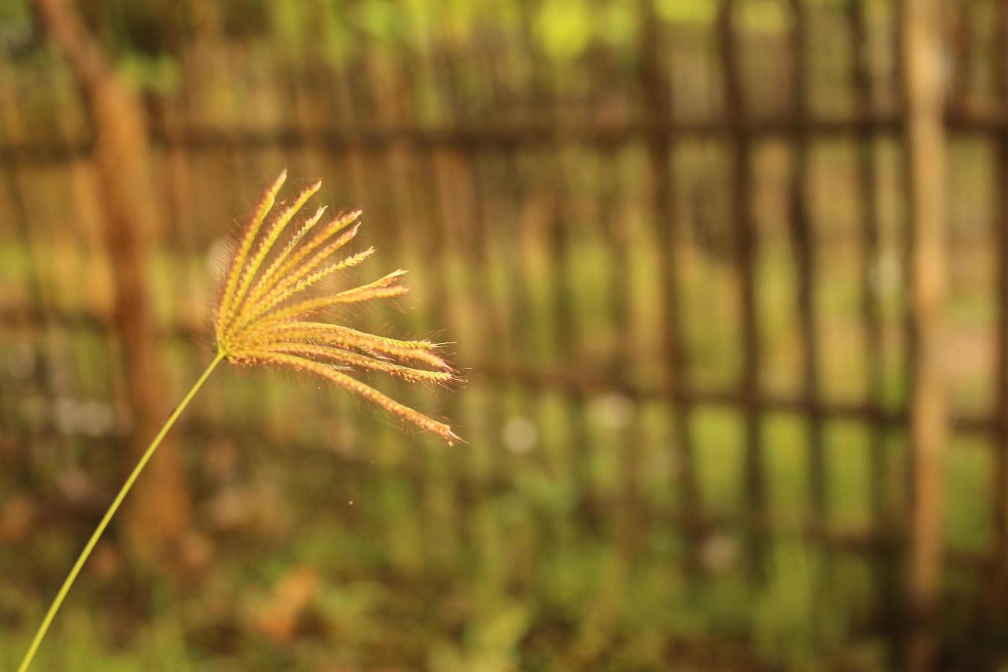 eine Nahaufnahme eines getrockneten Grases unter Sonnenlicht foto