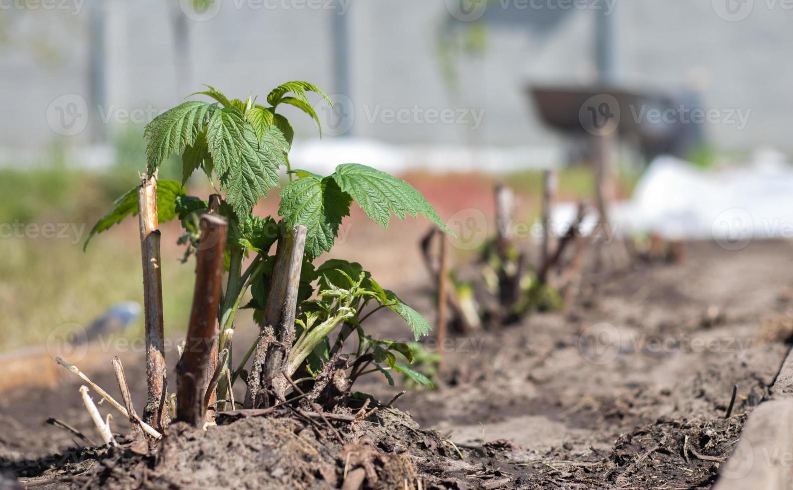 kleiner junger Himbeerstrauch im Boden. Gartenkonzept. Himbeersetzlinge im Frühjahr pflanzen. Spross eines Beerenstrauchs bei hellem Tageslicht im Frühling. Anbau von Himbeeren auf einem Obsthof oder Garten. foto