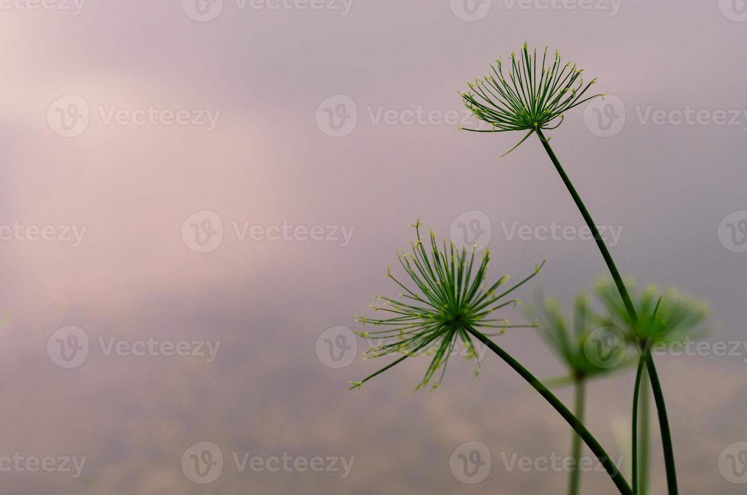 Fokus und unscharfes Foto der Papyruspflanze mit Hintergrund des Teichs.