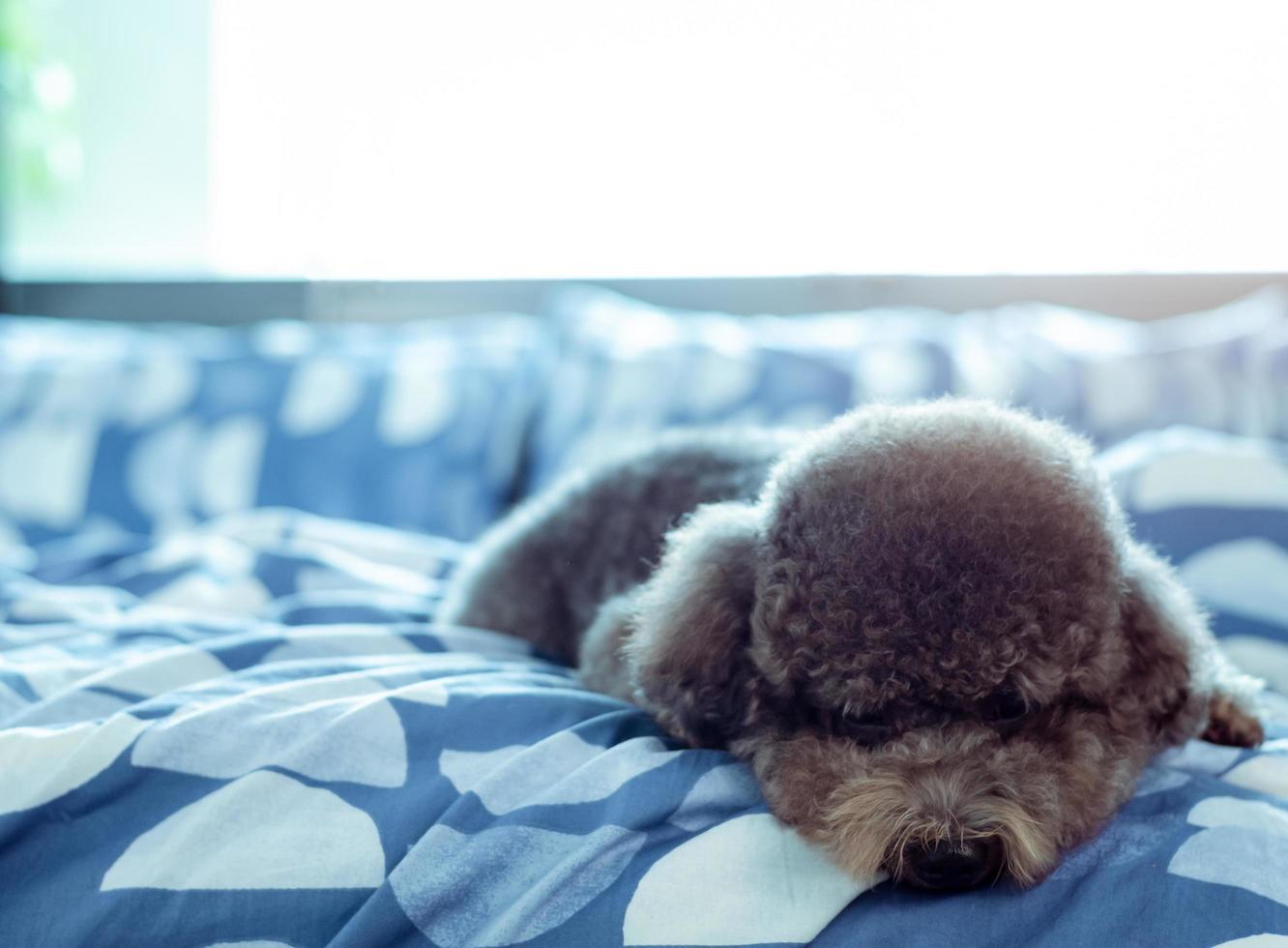 Ein entzückender junger schwarzer Pudelhund lag allein mit traurigem Gesicht auf dem Bett, nachdem er morgens mit Sonnenschein auf einem unordentlichen Bett aufgewacht war. foto