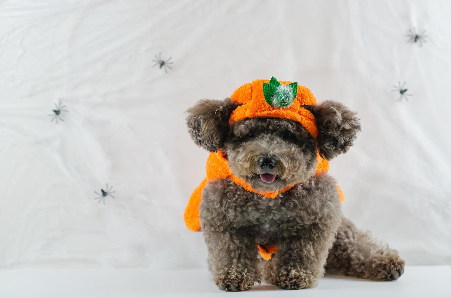 Entzückender schwarzer Pudelhund, der Kürbiskleid trägt, das auf Spinnennetzhintergrund sitzt. foto