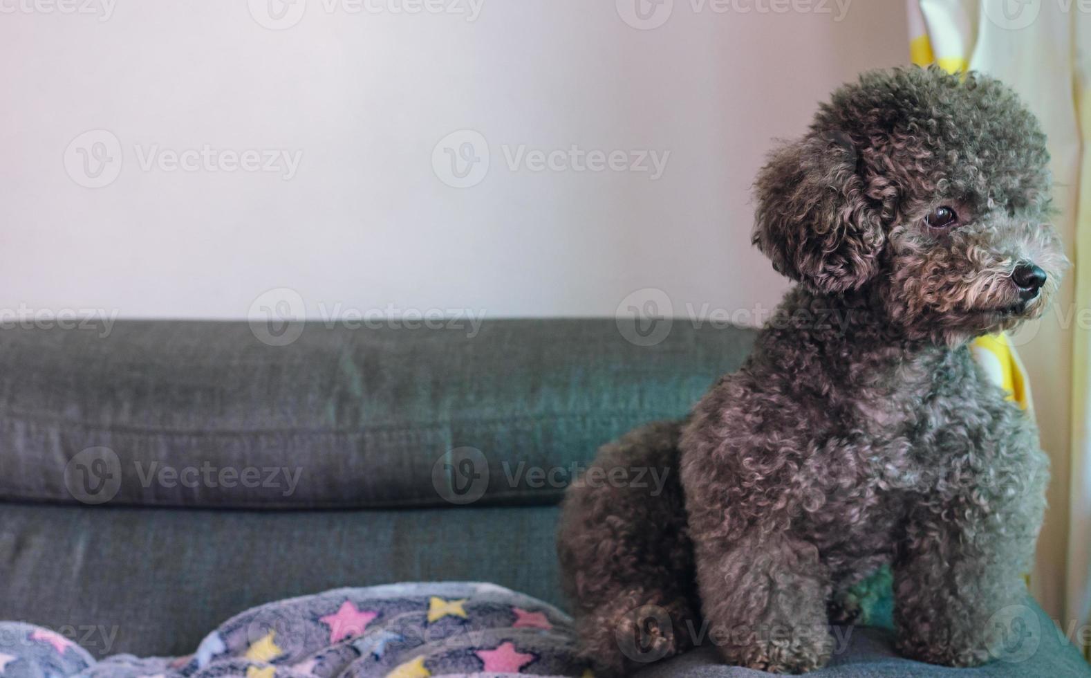 Ein entzückender schwarzer Pudelhund, der allein auf der Couch sitzt foto