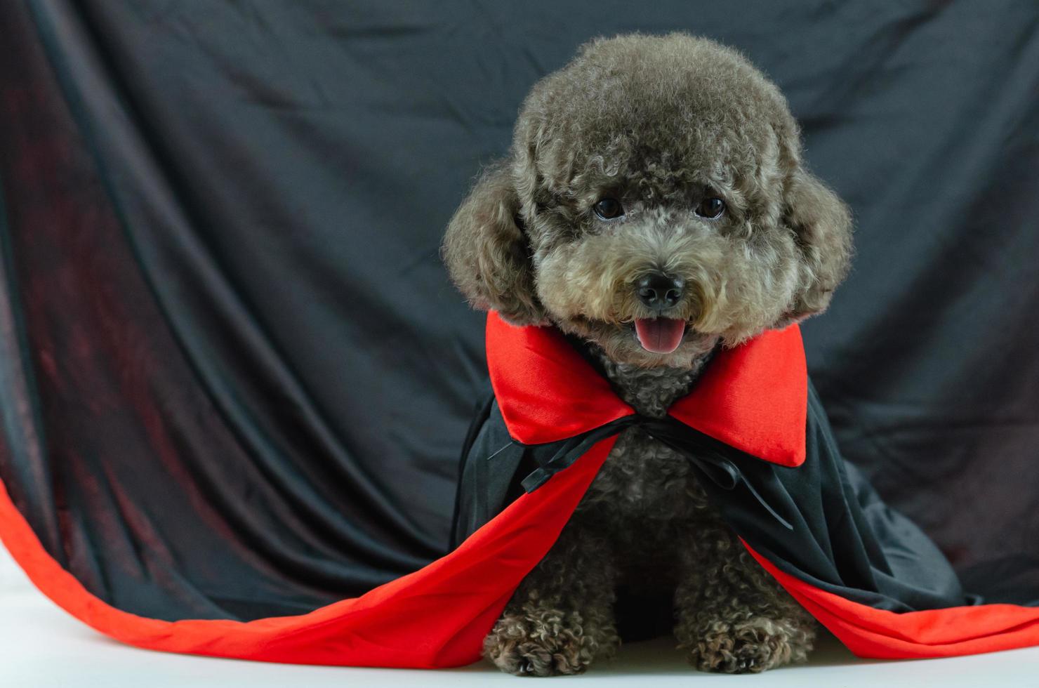 Entzückender schwarzer Pudelhund mit Dracula. foto