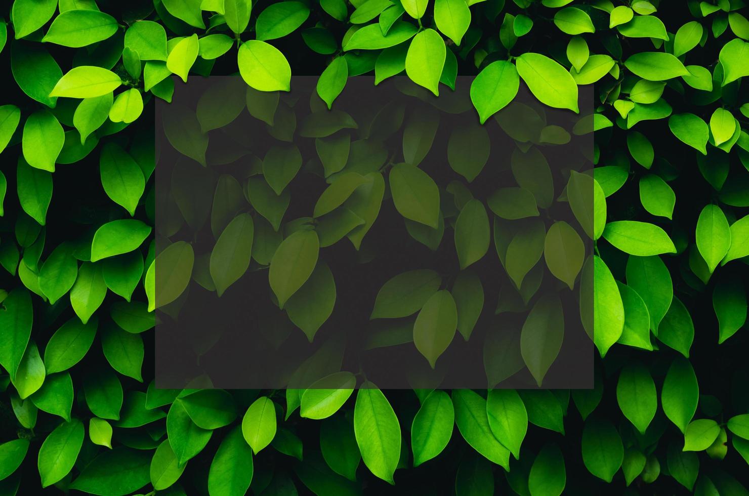 grüner hintergrund von blättern mit transparentem dunklem quadratischem raum für text. foto