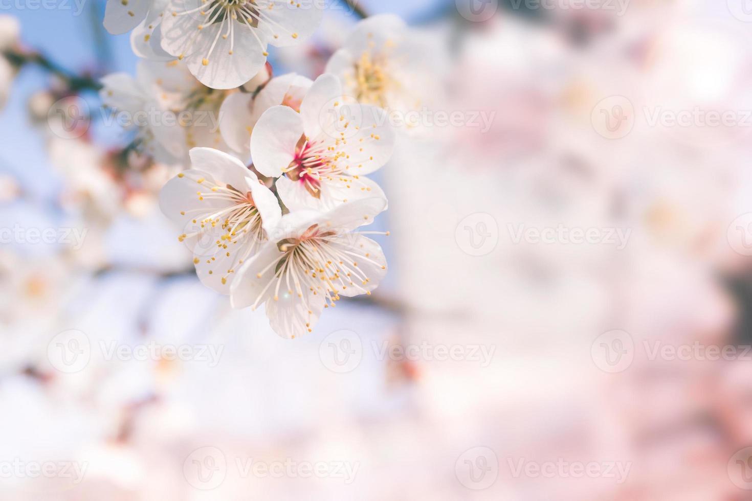 abstrakte Kirschblüte der Liebe, Weichzeichner, Hintergrund foto