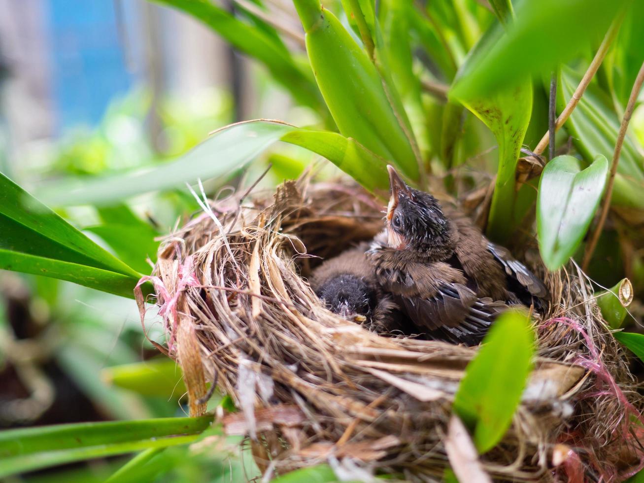 Nahaufnahme von neugeborenen Vögeln im Vogelnest foto