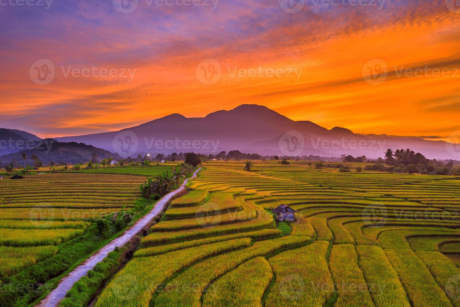 gelber reis und die indonesische bergkette foto