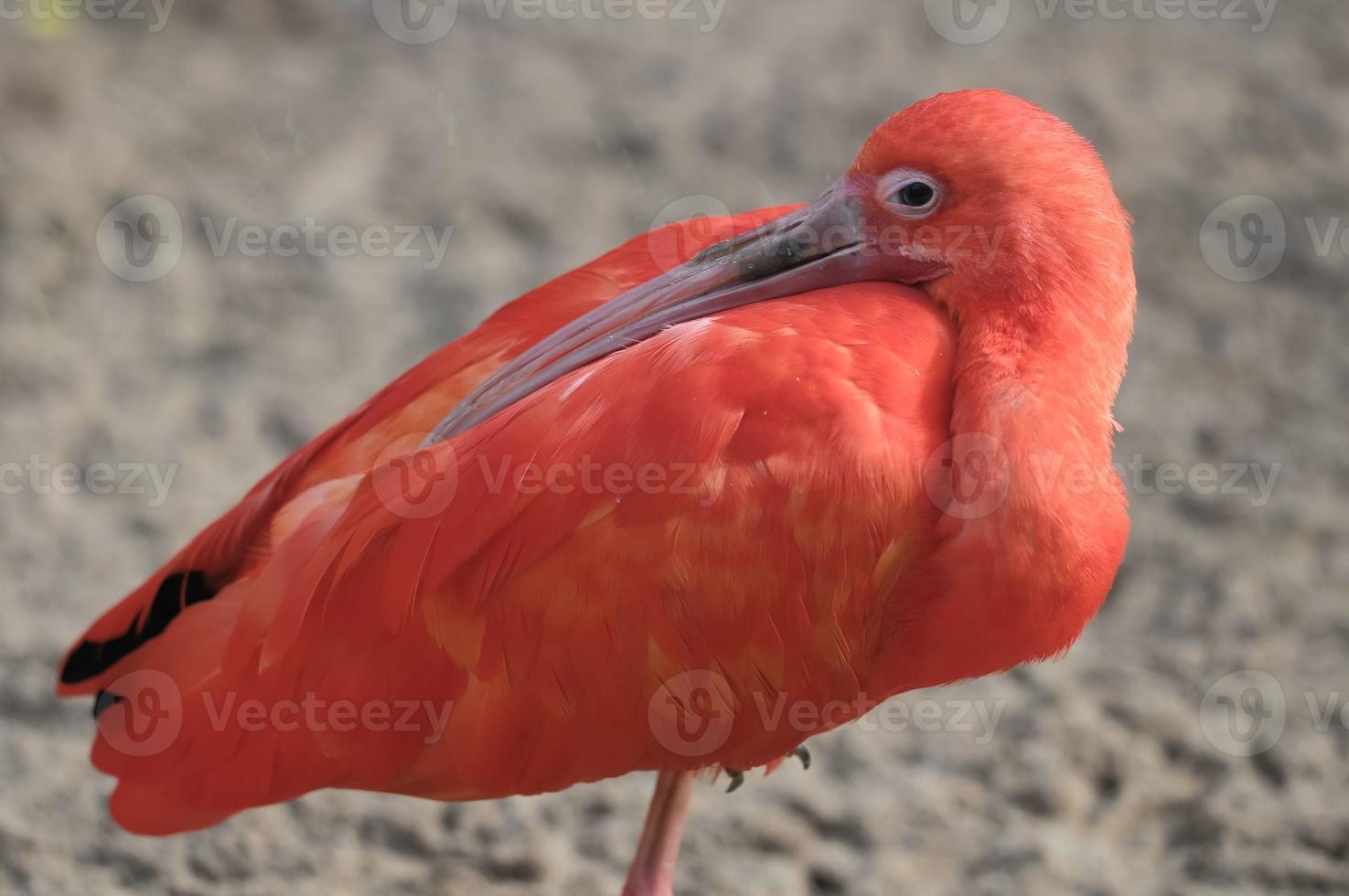 rosa erwachsener Flamingo foto