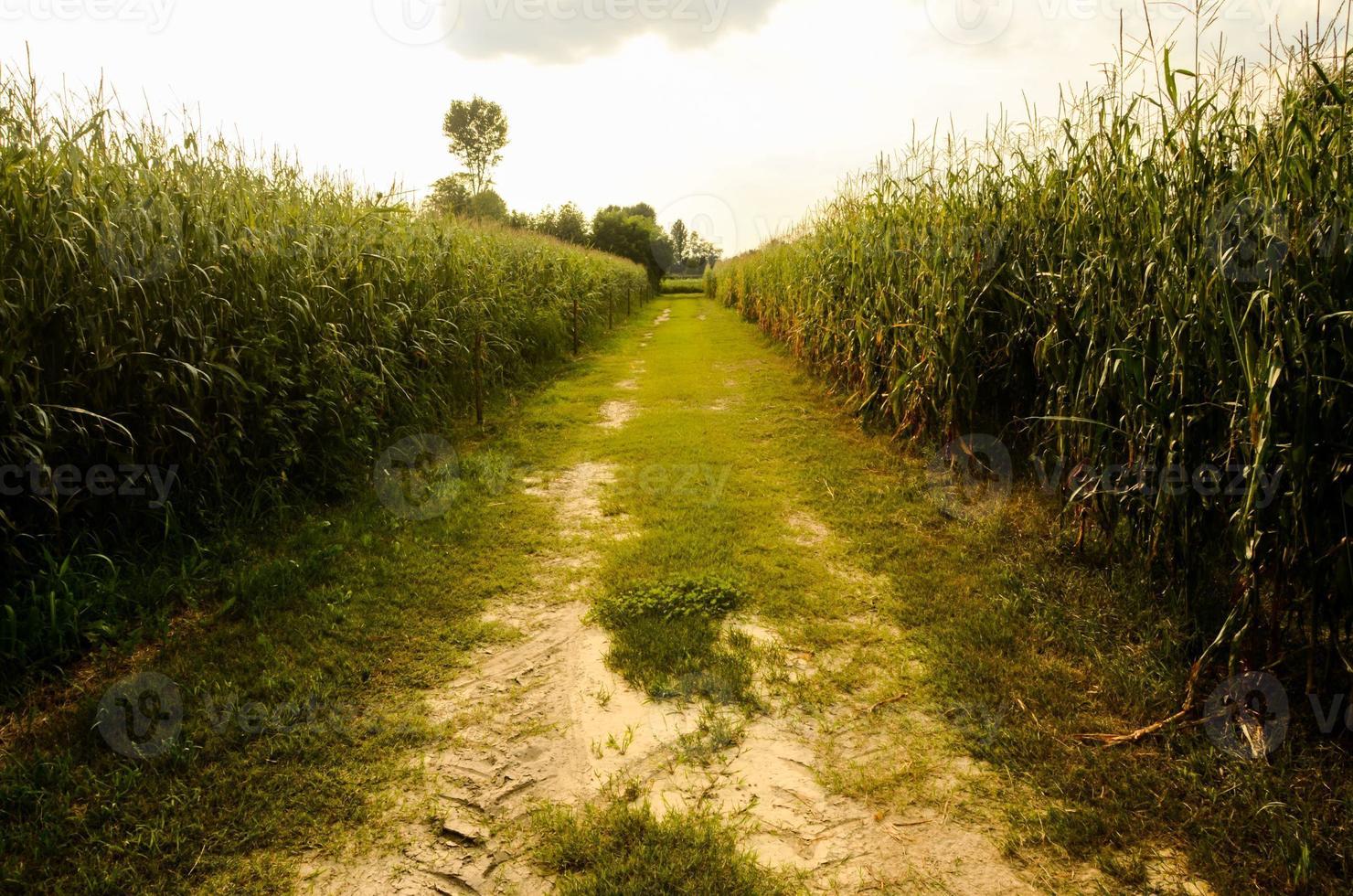 Feldweg auf dem Land foto