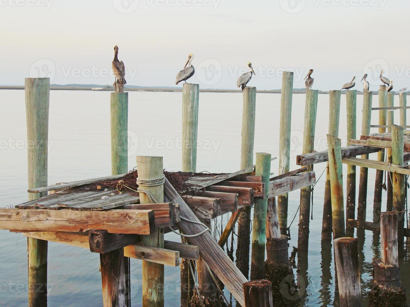 Pelikane auf einem Dock foto