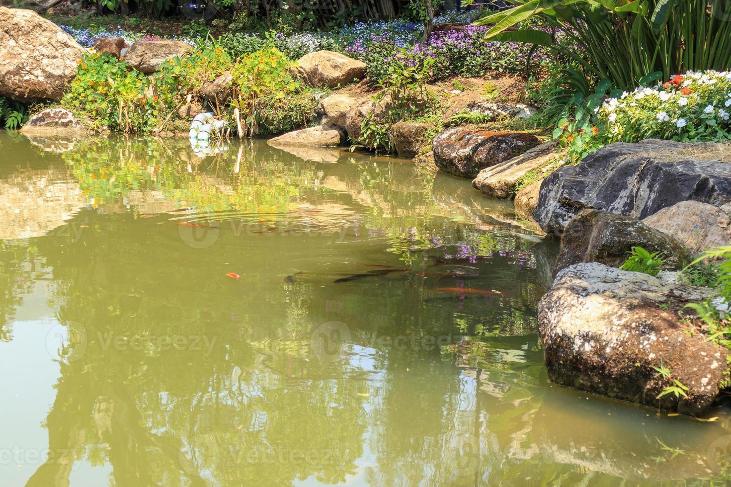 koi-fische in der dekorativen landschaftsgestaltung des gartenteichs foto