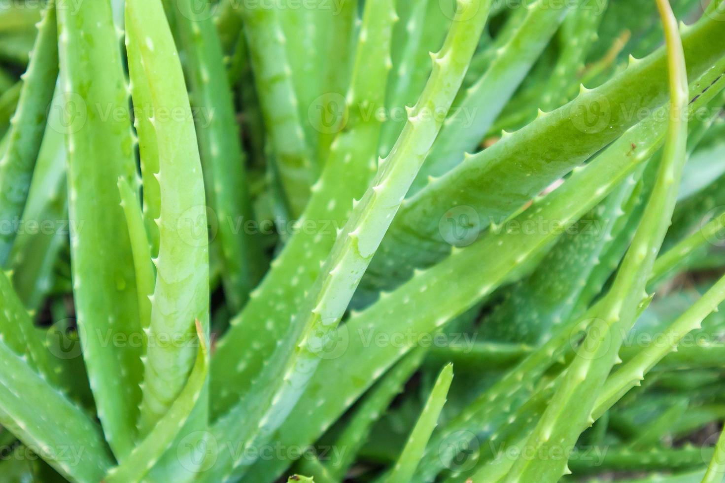 Aloe-Vera-Pflanze-Kräutermedizin für die Hautpflege foto