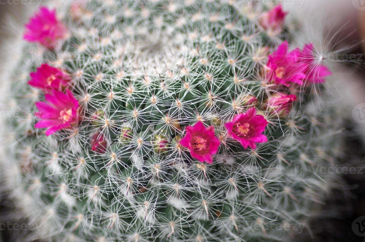Kaktus Blume foto