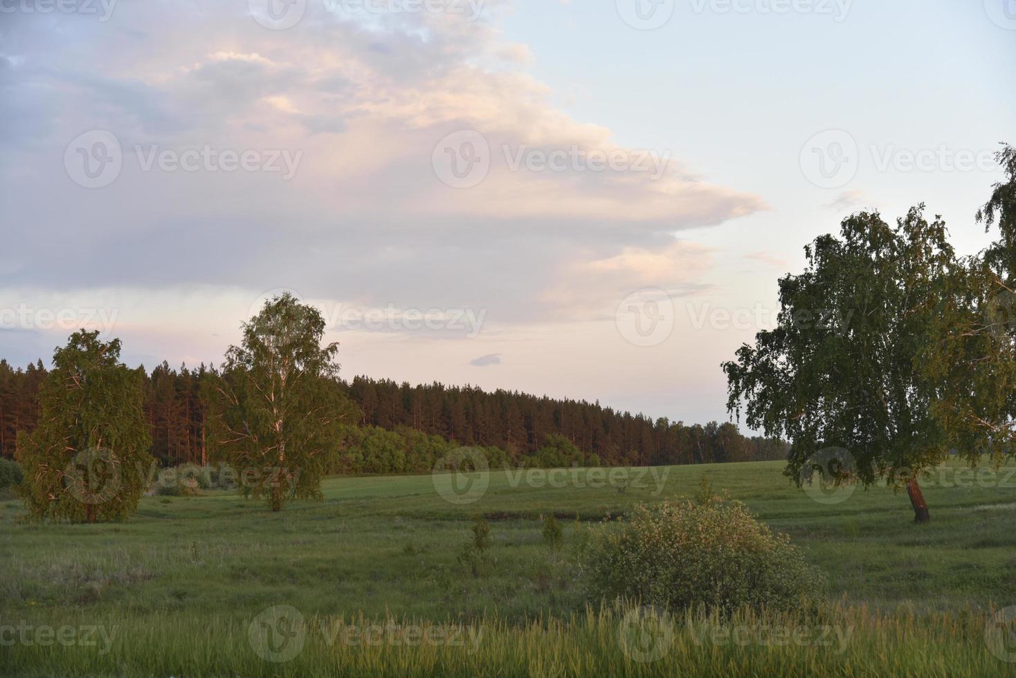 Grünes Feld und Wald am Abend mit Wolken foto