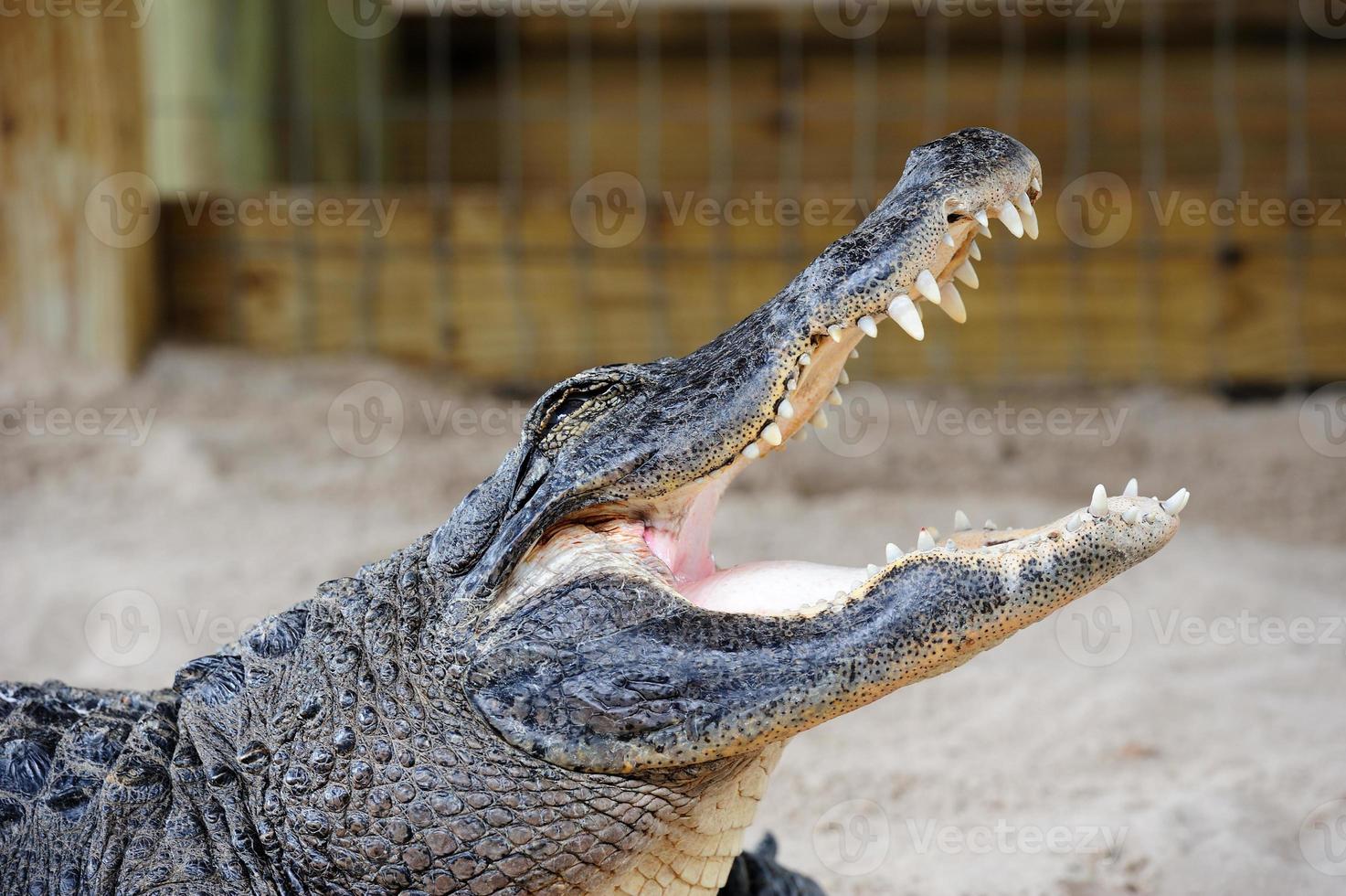 Alligator Nahaufnahme auf Sand foto