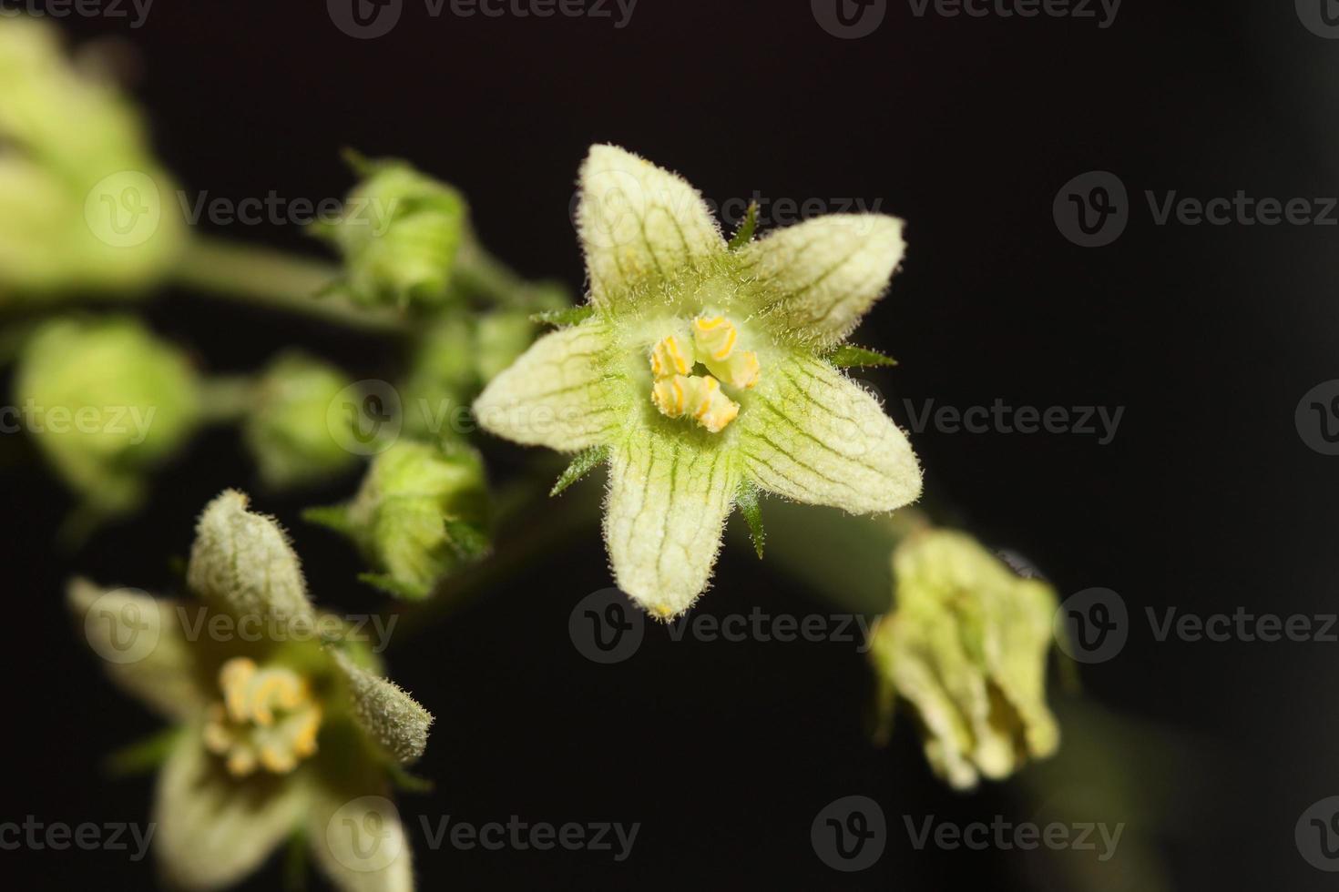 gelbe sternblume blüht nah oben botanischer hintergrund bryonia alba familie cucurbitaceae große größe hochwertige drucke foto