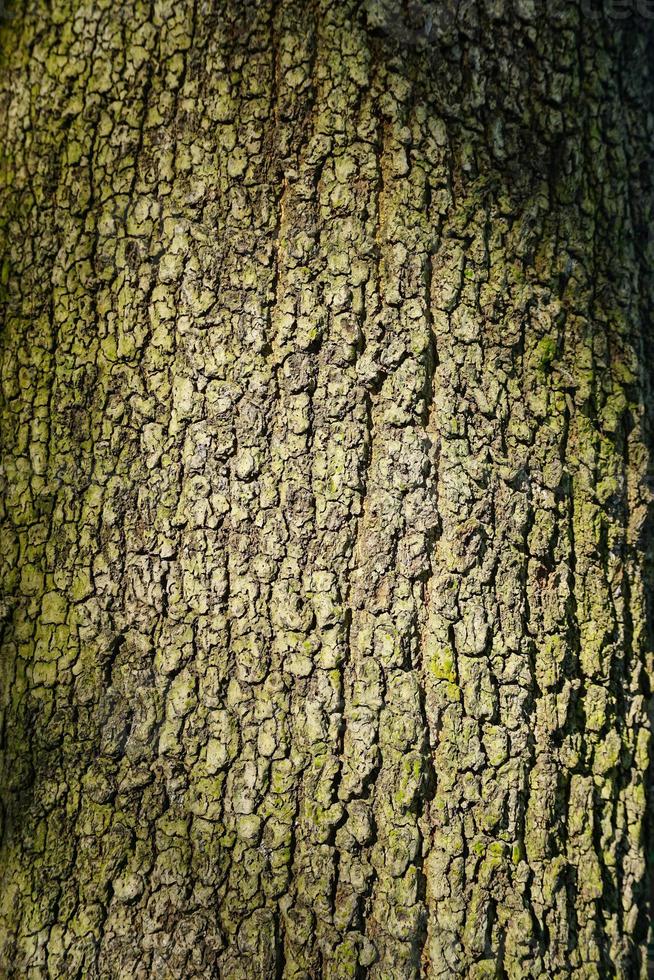 alte Holzstruktur für abstrakten Hintergrund oder Tapete. 3D-Holzstruktur. Profi-Foto foto