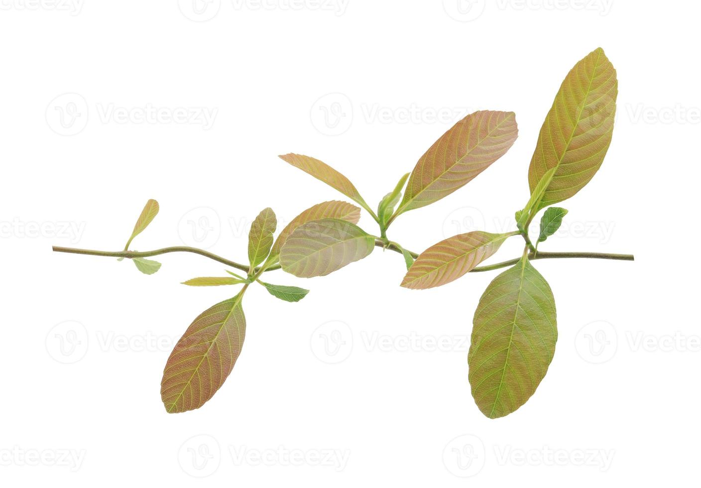 junge Blätter isoliert auf weißem Hintergrund foto