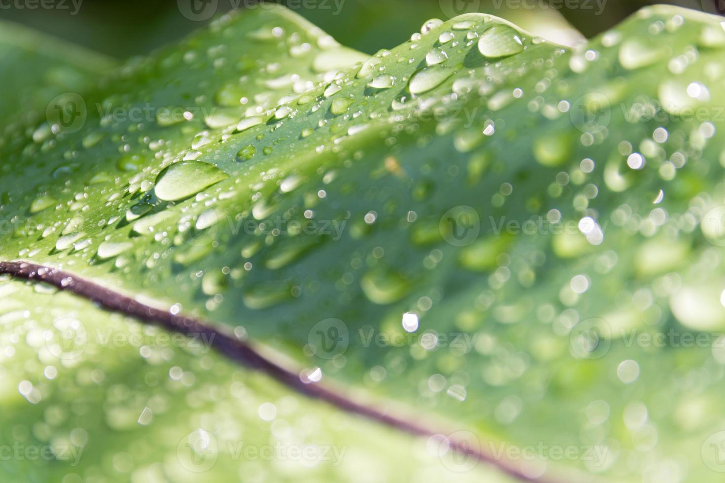 Wassertropfen auf grünem Blatt, Makrokonzept. foto