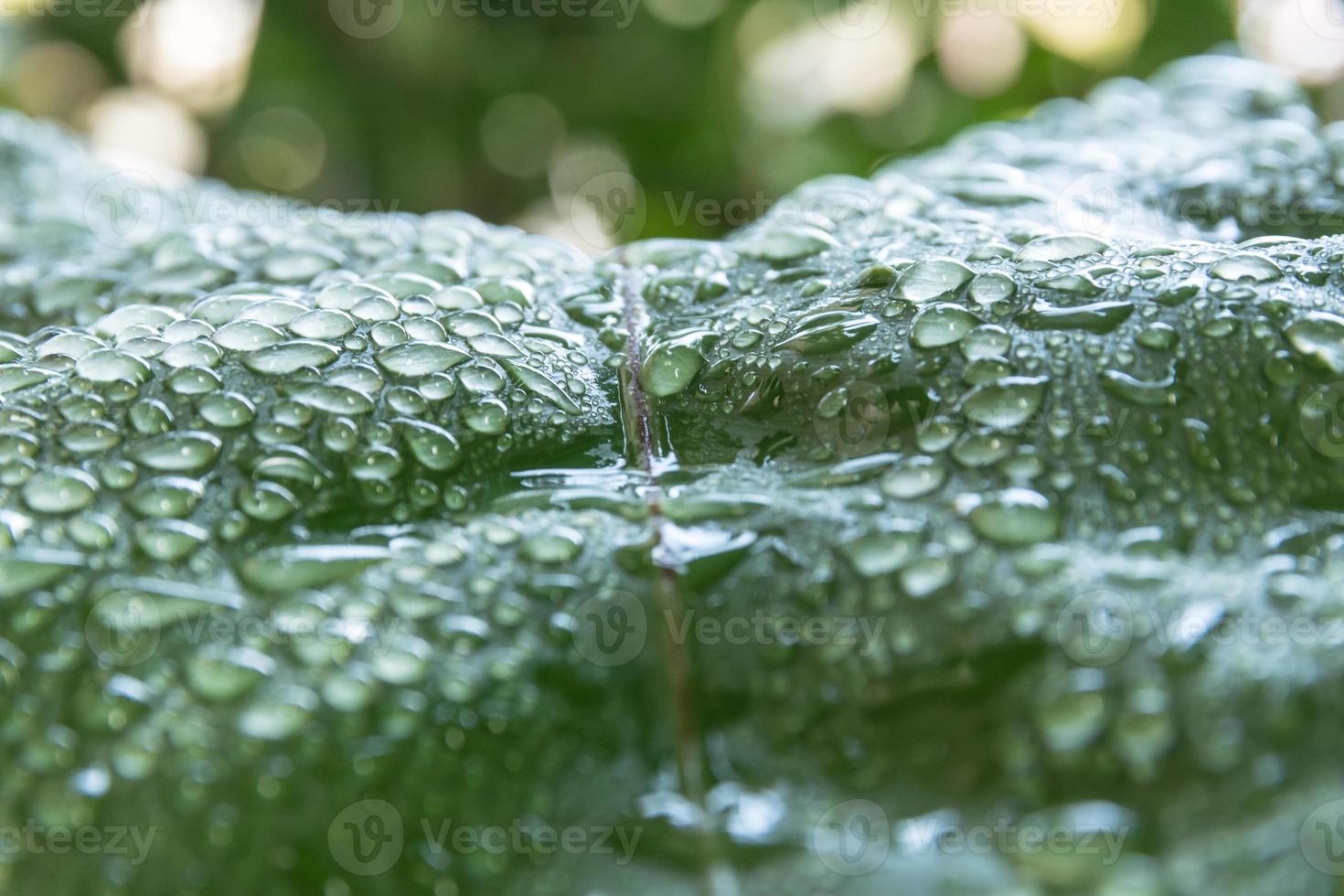 Wassertropfen auf grünem Blatt, Makrokonzept. foto