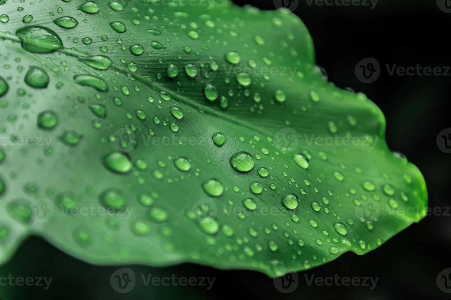 Wassertropfen auf grünem Blatt, Makrokonzept. foto