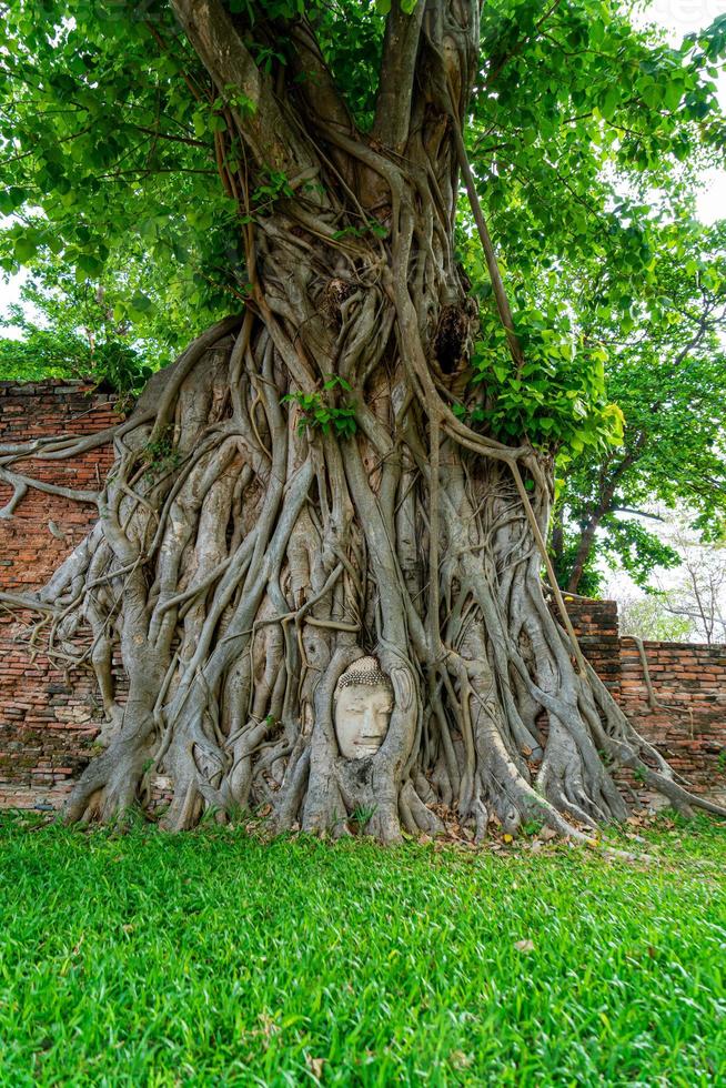 Buddha-Kopf-Statue mit gefangen in Bodhi-Baum-Wurzeln im Wat Mahathat foto