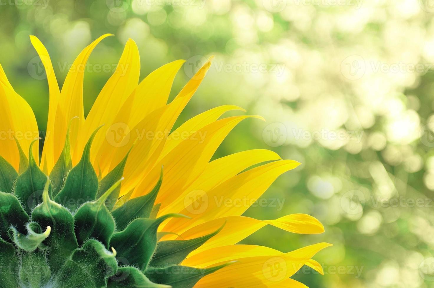 Sonnenblume hautnah foto