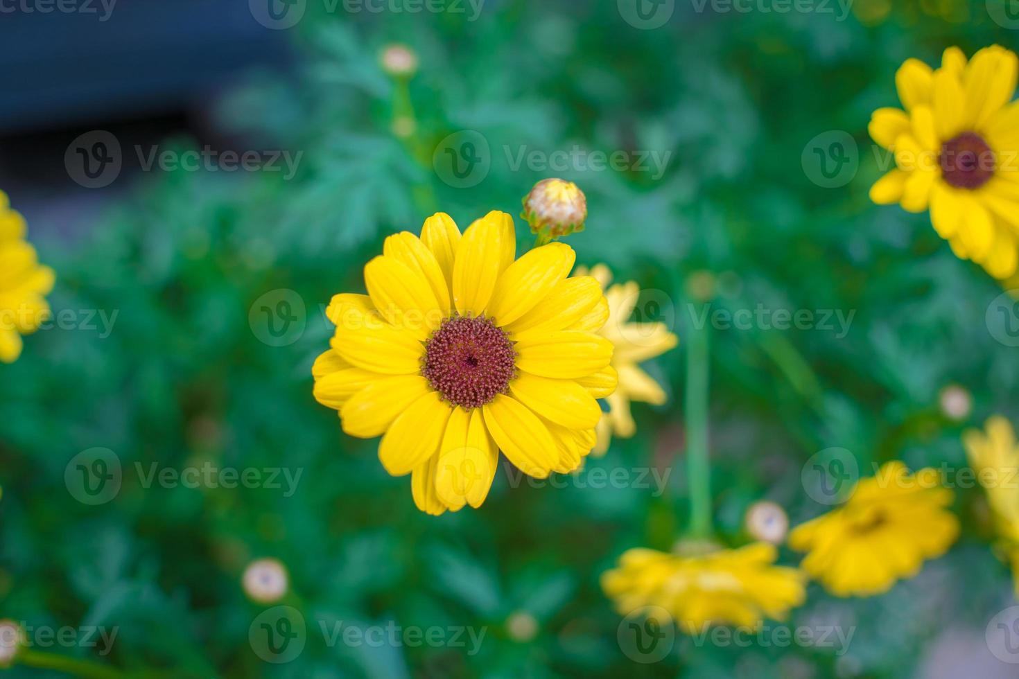 Nahaufnahme auf gelbem Gänseblümchenfeld unter der Morgensonne. schöne goldene Blume auf grünem Gras. Frischekonzept. foto