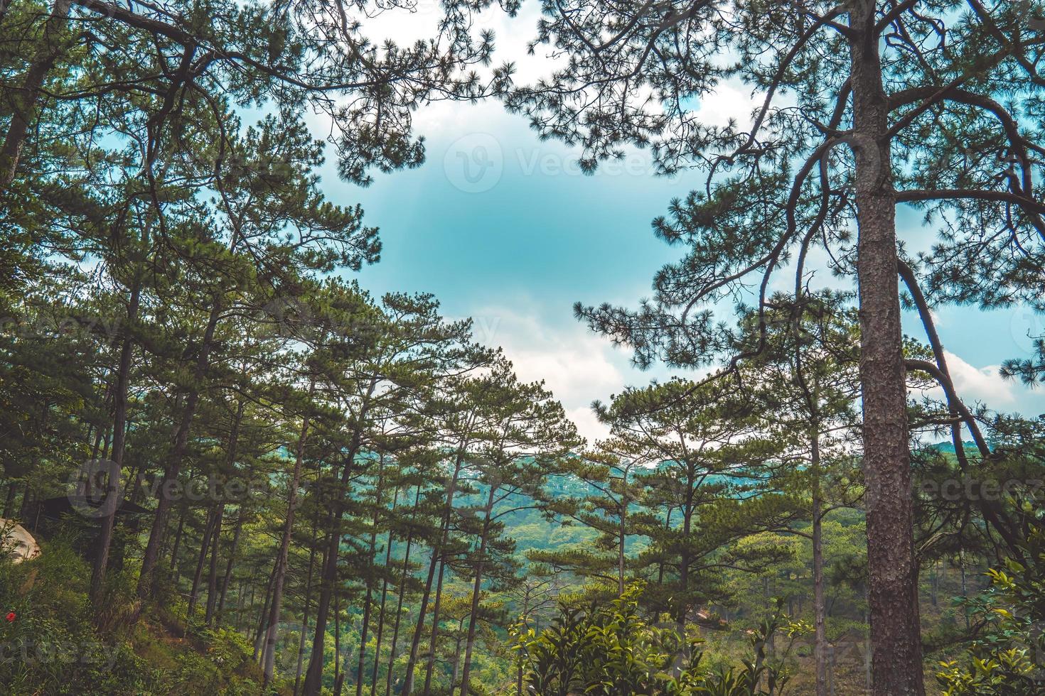 Gesunde grüne Bäume in einem Kiefernwald aus alten Fichten, Tannen und Kiefern in der Wildnis eines Nationalparks. Konzepte und Hintergrund für nachhaltige Industrie, Ökosysteme und gesunde Umwelt. foto