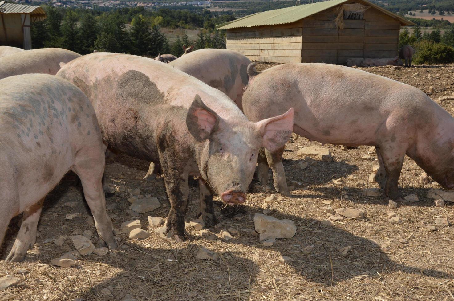 Schweine in ihrer Umgebung foto