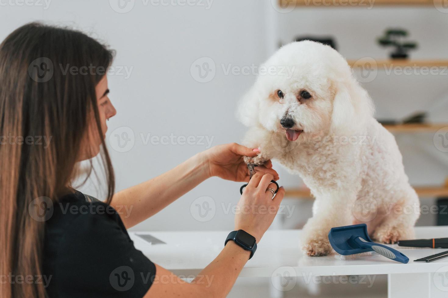 Frau arbeitet mit Haustier. süßer kleiner hund ist im pflegestudio foto