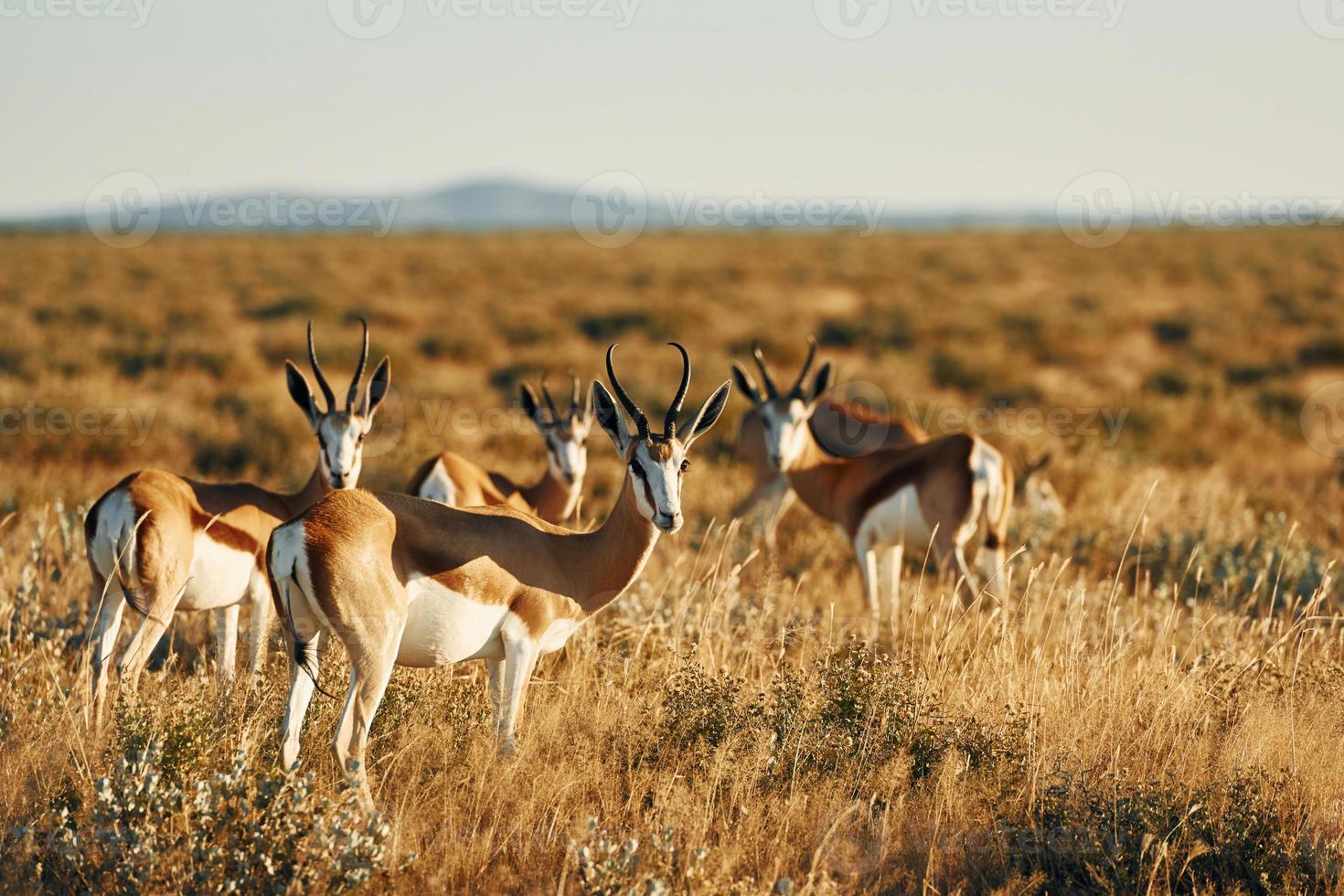 Viele der Antilopen leben in der Wildnis Afrikas foto