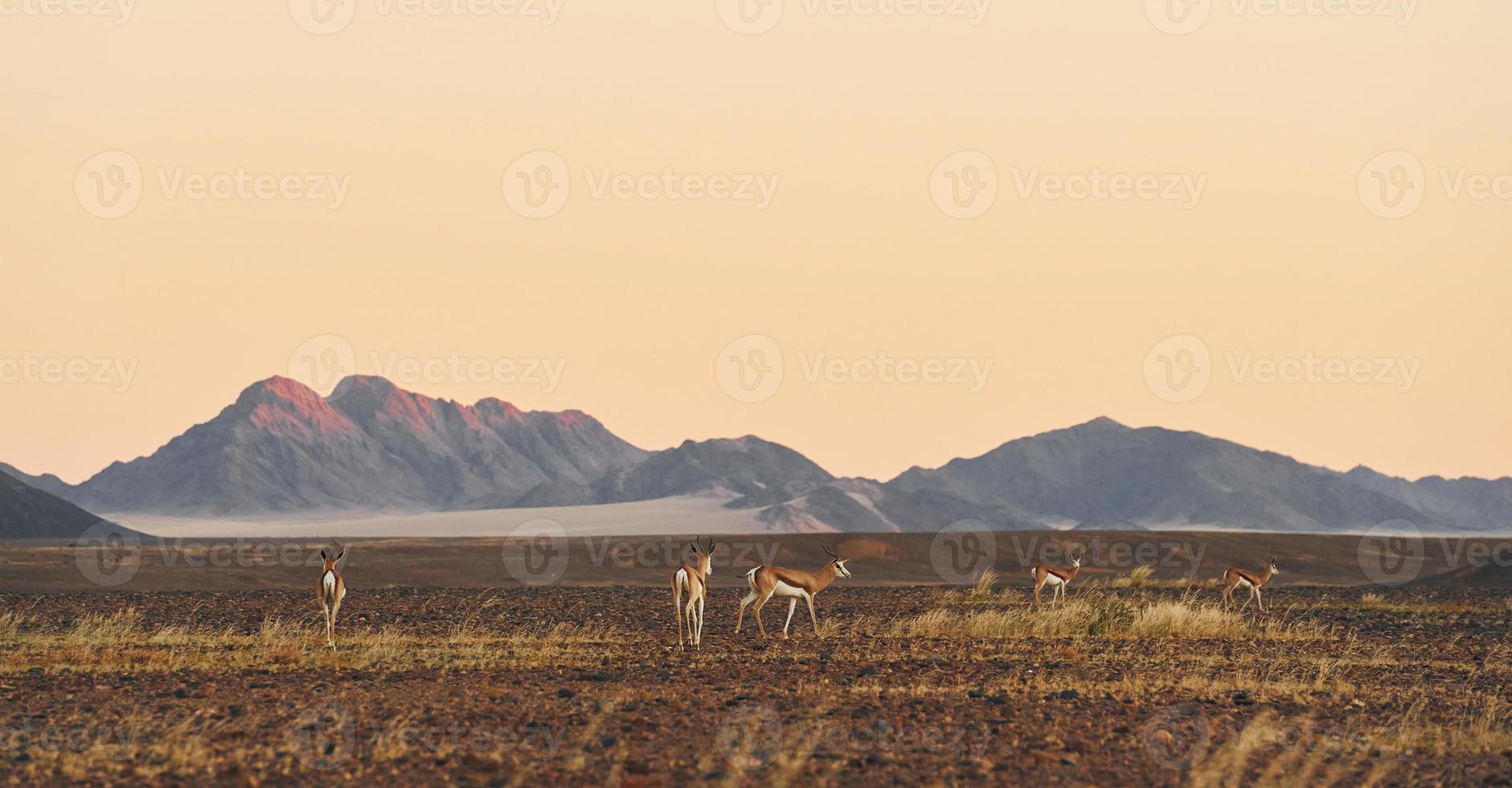 Berge ist weit weg in der Ferne. majestätischer blick auf erstaunliche landschaften in der afrikanischen wüste foto