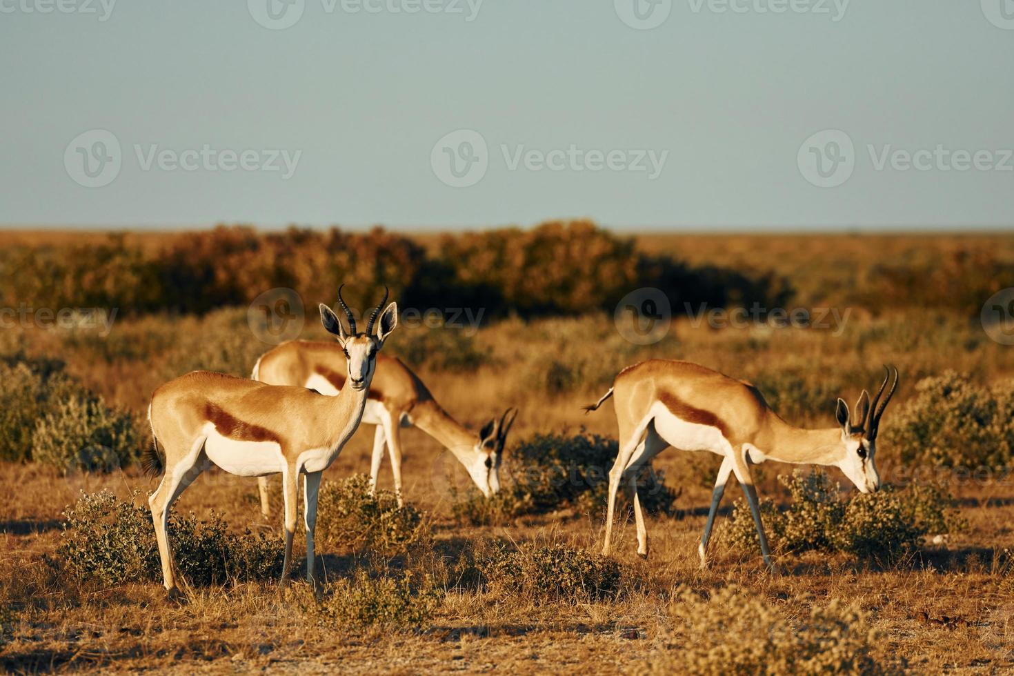 Viele der Antilopen leben in der Wildnis Afrikas foto