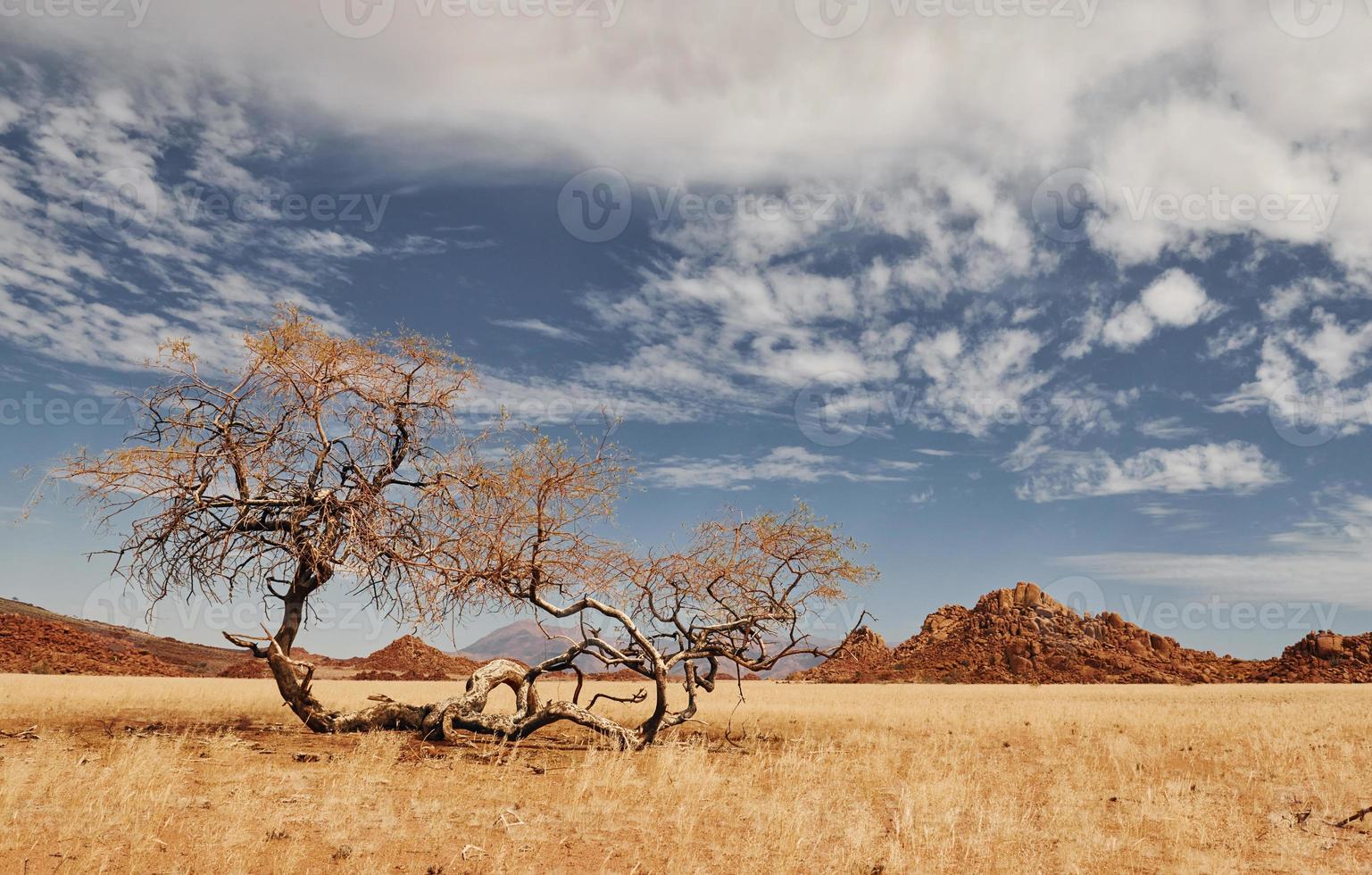 Bäume wachsen im extremen Klimaland. majestätischer blick auf erstaunliche landschaften in der afrikanischen wüste foto