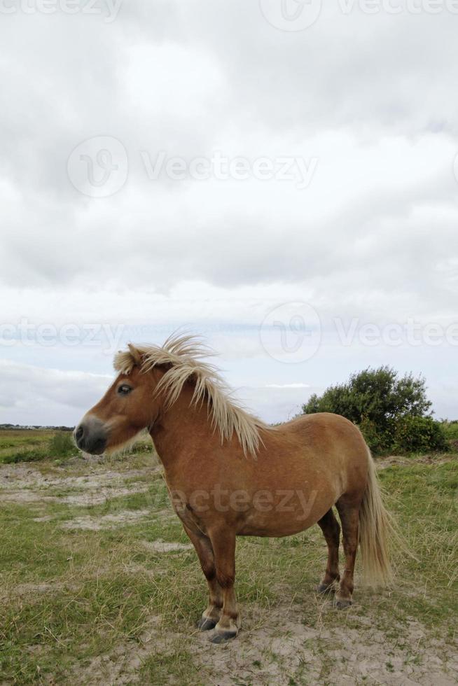 schönes Pony auf einem Feld nahe der irischen Küste foto