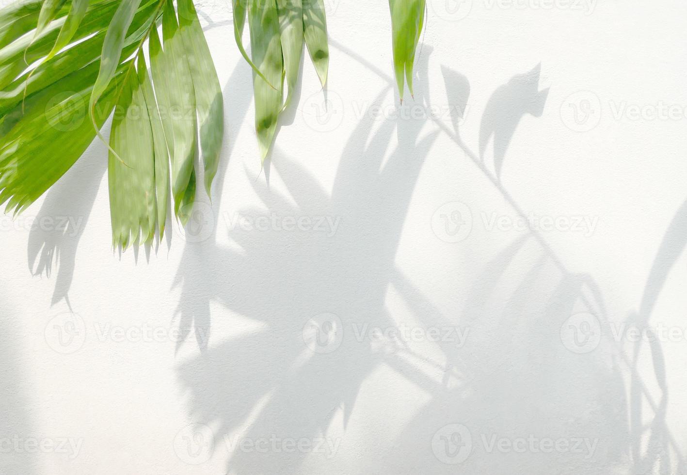 tropische blätter verzweigen sich mit schatten auf weißem wandhintergrund foto