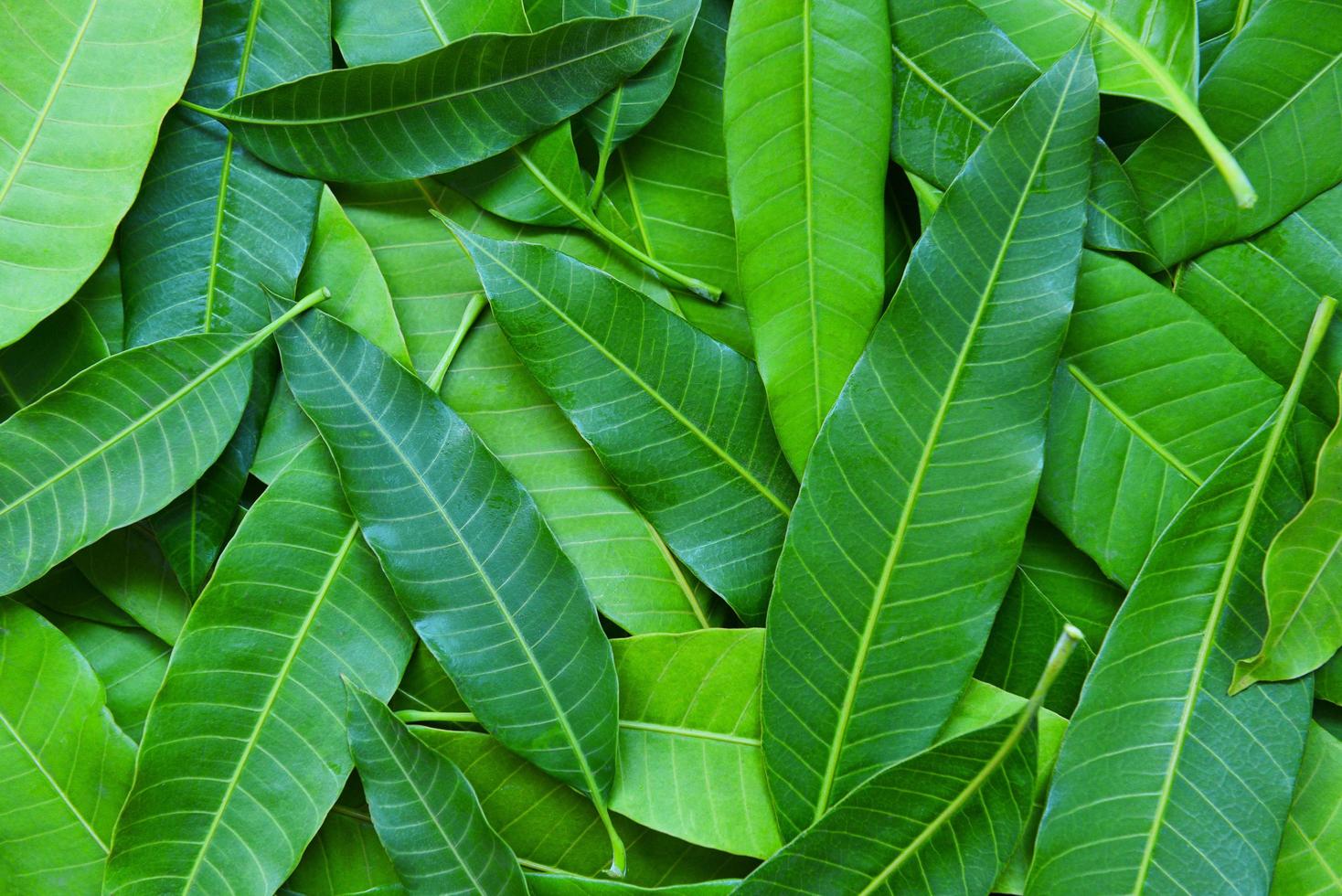 Mangoblätter vom Baum, Draufsicht - grüner, nahtloser Mangoblatt-Texturhintergrund foto