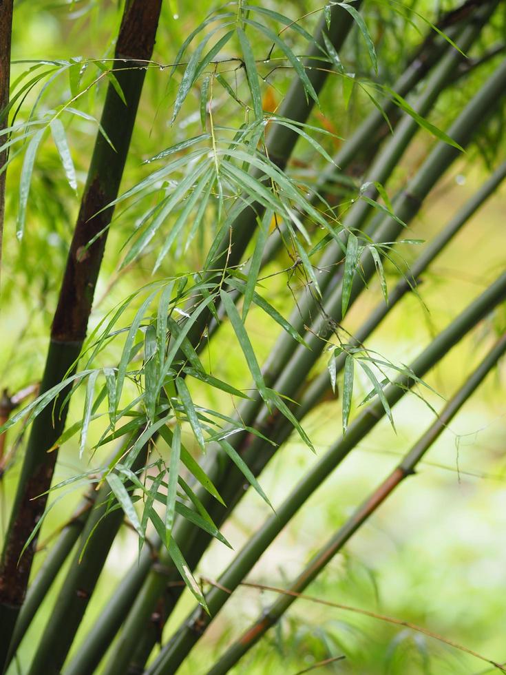 Bambusbaum, der im Garten blüht, grüne Blätter auf Naturhintergrund foto