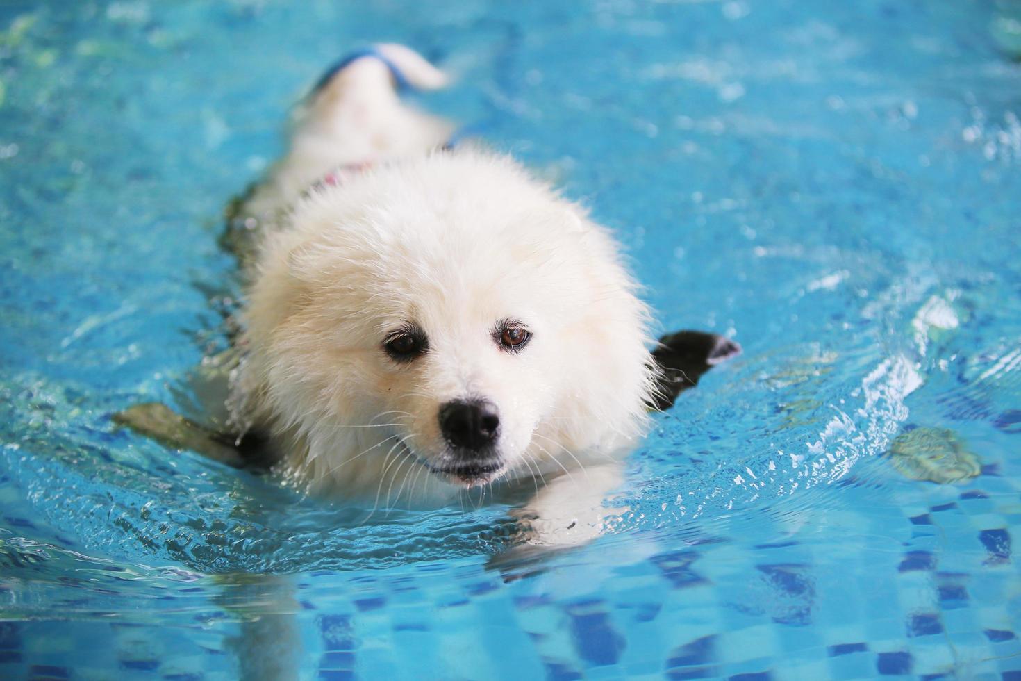 Samojeden tragen eine Schwimmweste und schwimmen im Swimmingpool. Hund schwimmen. foto