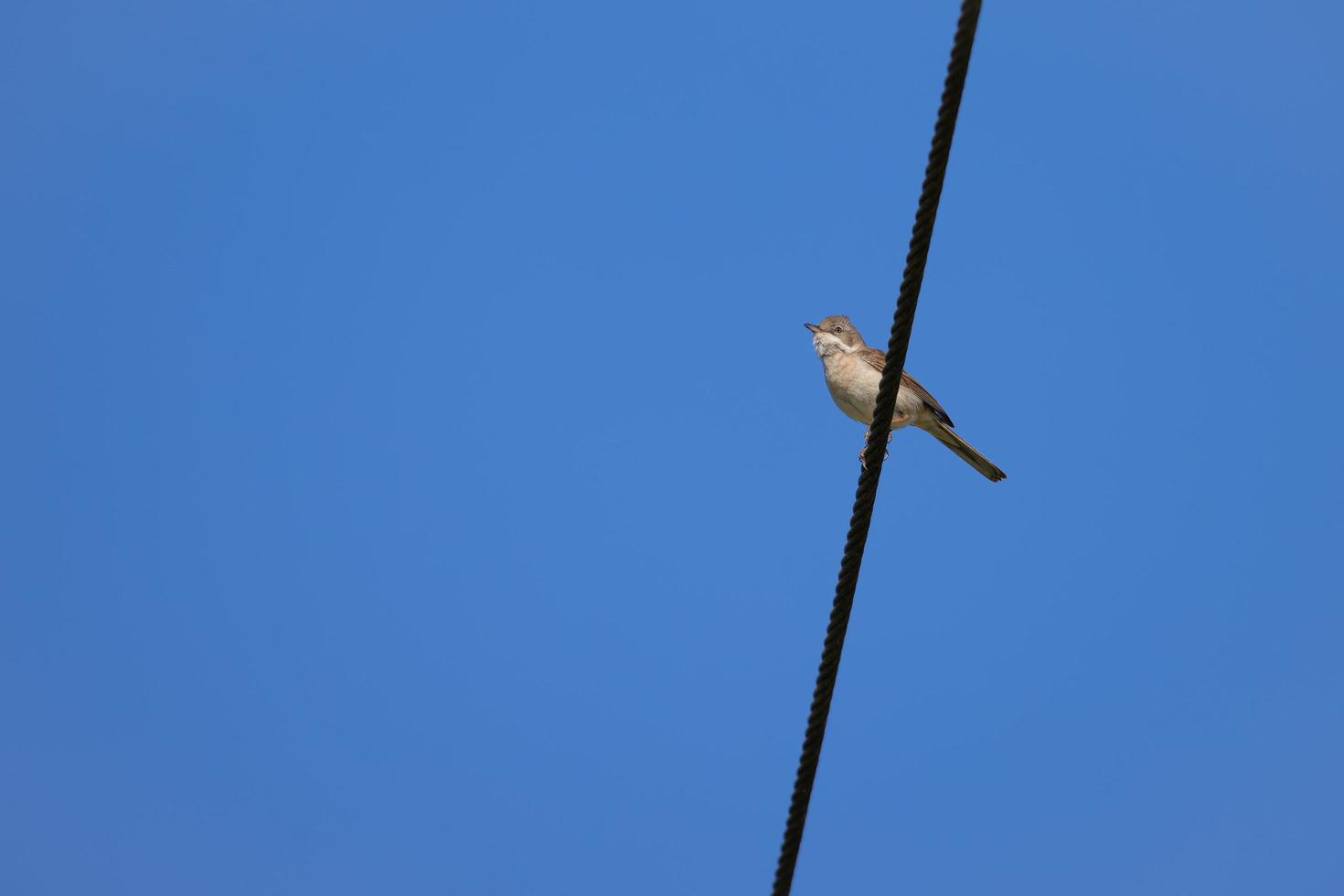 Gemeine Dorngrasmücke ruht auf einem Telefonkabel foto