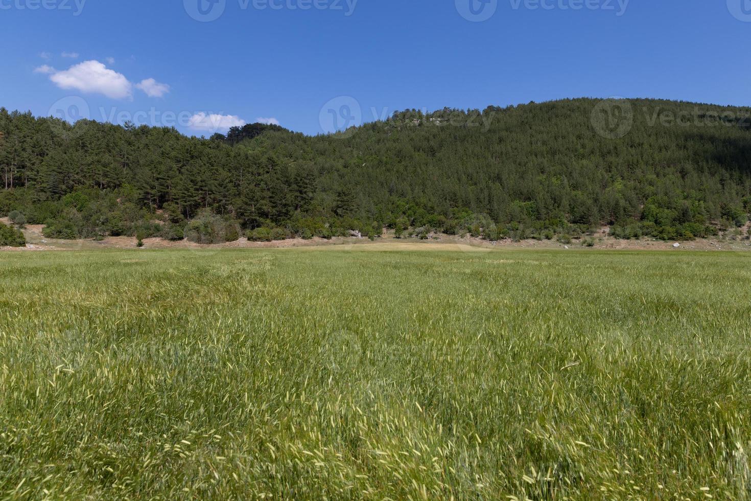 Weizenfeld auf einem Plateau foto