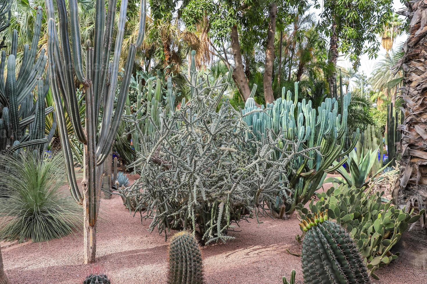 Kakteen im Garten Majorelle in Marrakesch, Marokko foto